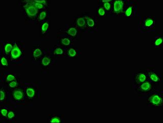 XRCC6 Antibody