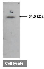 Mouse anti Human ATIC Antibody