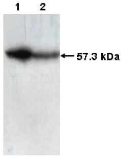Mouse anti Human T-Complex Protein 1 Antibody, subunit