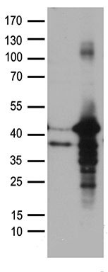 XLF Antibody
