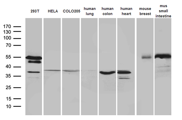 NHEJ1 Antibody