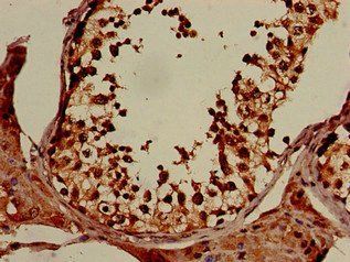XPO1 Antibody