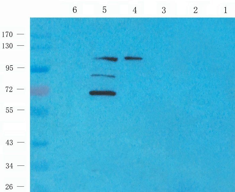 XRCC1 Rabbit Polyclonal Antibody