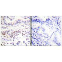 XRCC3 Antibody
