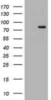 XRCC4 Antibody