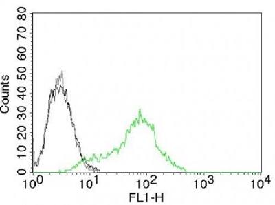 XRCC6 Antibody