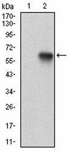 XRCC6 Antibody