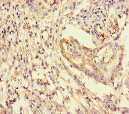 YWHAG Antibody