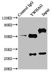 YWHAG Antibody