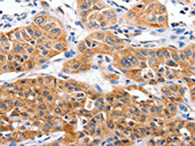 YWHAG Antibody