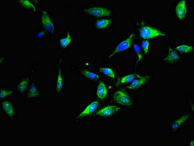 YWHAZ Antibody