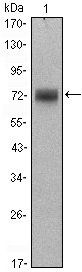 ZBTB16 Antibody