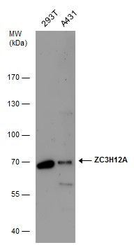 ZC3H12A Rabbit Polyclonal Antibody