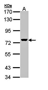 ZC3H12A Rabbit Polyclonal Antibody