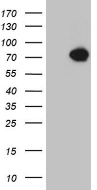 ZHX2 Antibody