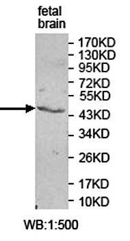 ZNF193 Rabbit Polyclonal Antibody