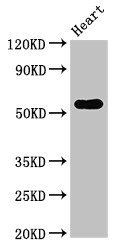ZNF331 Antibody