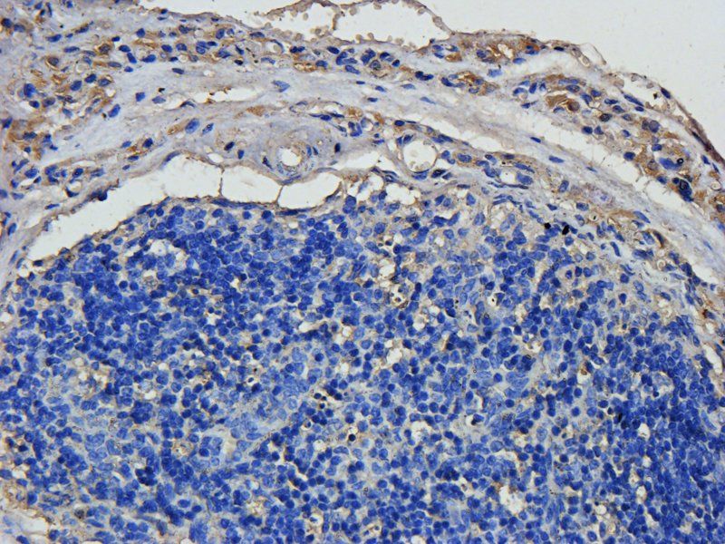 ZNT8 Rabbit Polyclonal Antibody