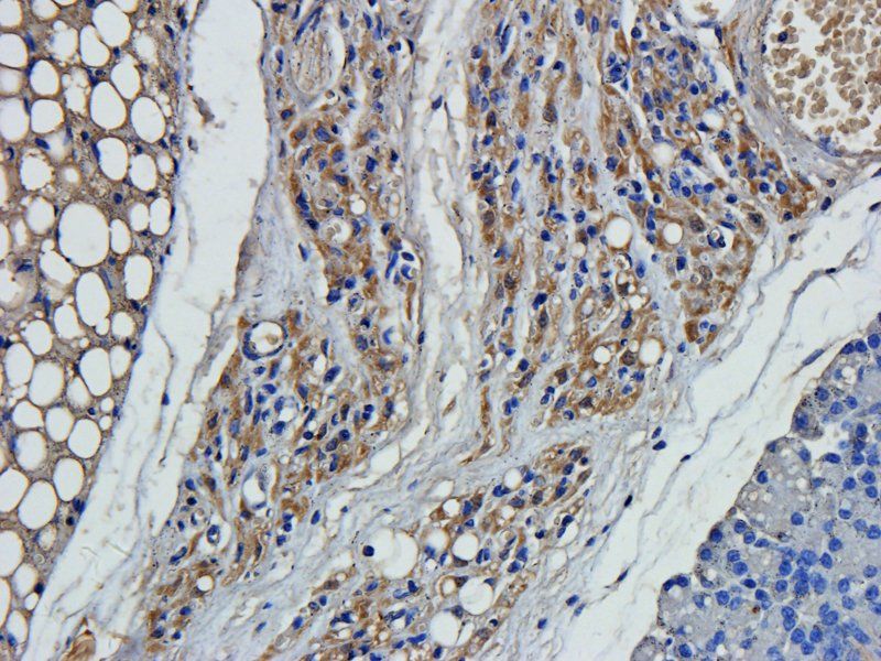 ZNT8 Rabbit Polyclonal Antibody