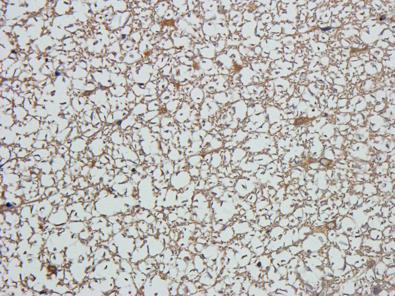 ZNT8 Rabbit Polyclonal Antibody