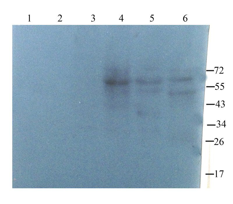 ZNT8 Rabbit Polyclonal Antibody