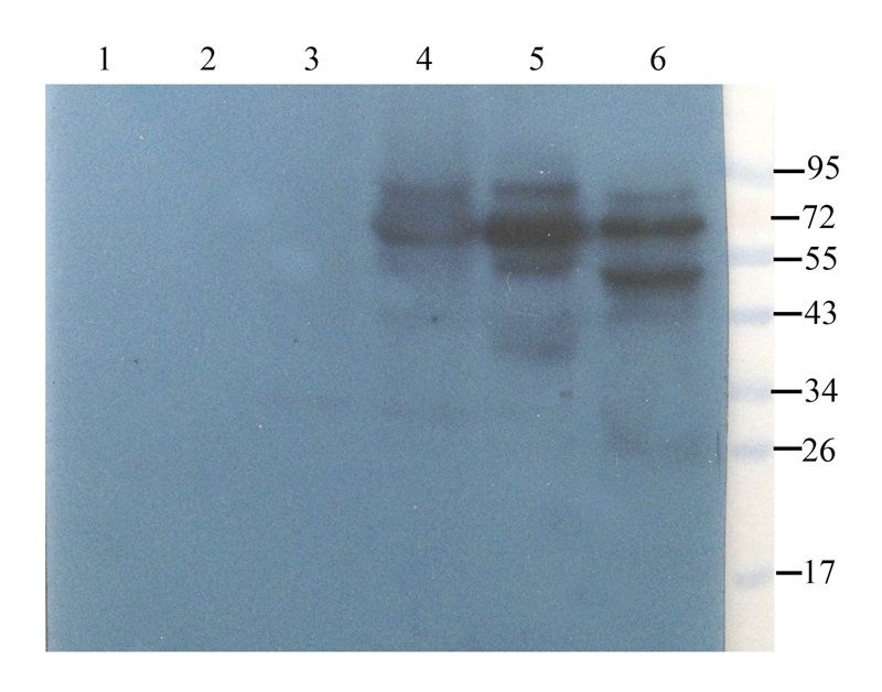 ZNT8 Rabbit Polyclonal Antibody