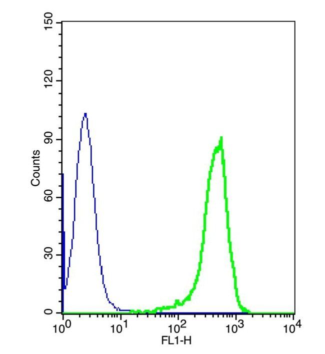 ZO-1 Rabbit Polyclonal Antibody