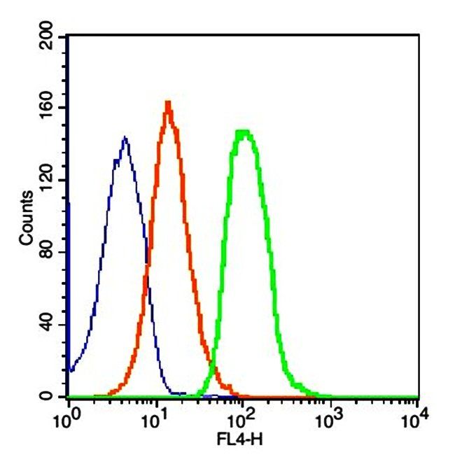 ZO-1 Rabbit Polyclonal Antibody