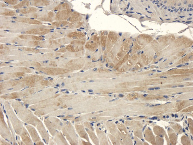 ZO-1 Rabbit Polyclonal Antibody
