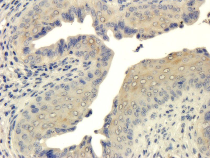 ZO-1 Rabbit Polyclonal Antibody