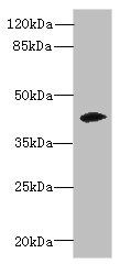 ZSCAN9 Antibody