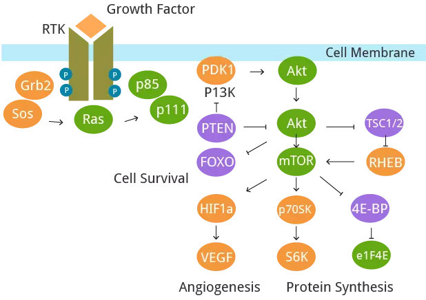 The deregulation of signaling pathways