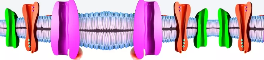 Diagram showing the mechanism of Solute Carrier transport proteins