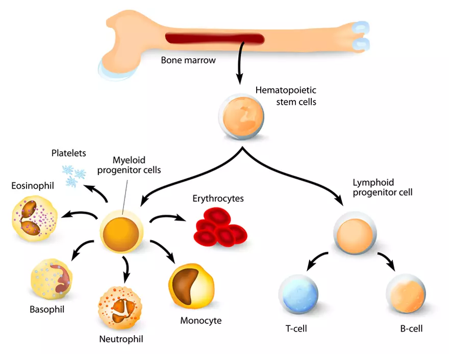 Diagram showing Stem Cell Differentiation originating from Bone Marrow