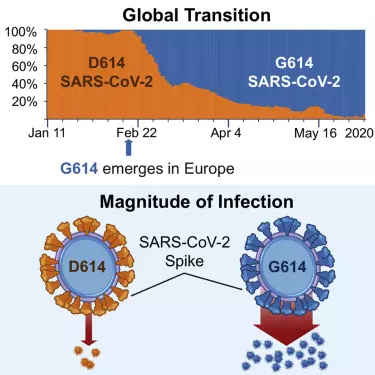 Graph showing the transition and magnitude of the D614G variant