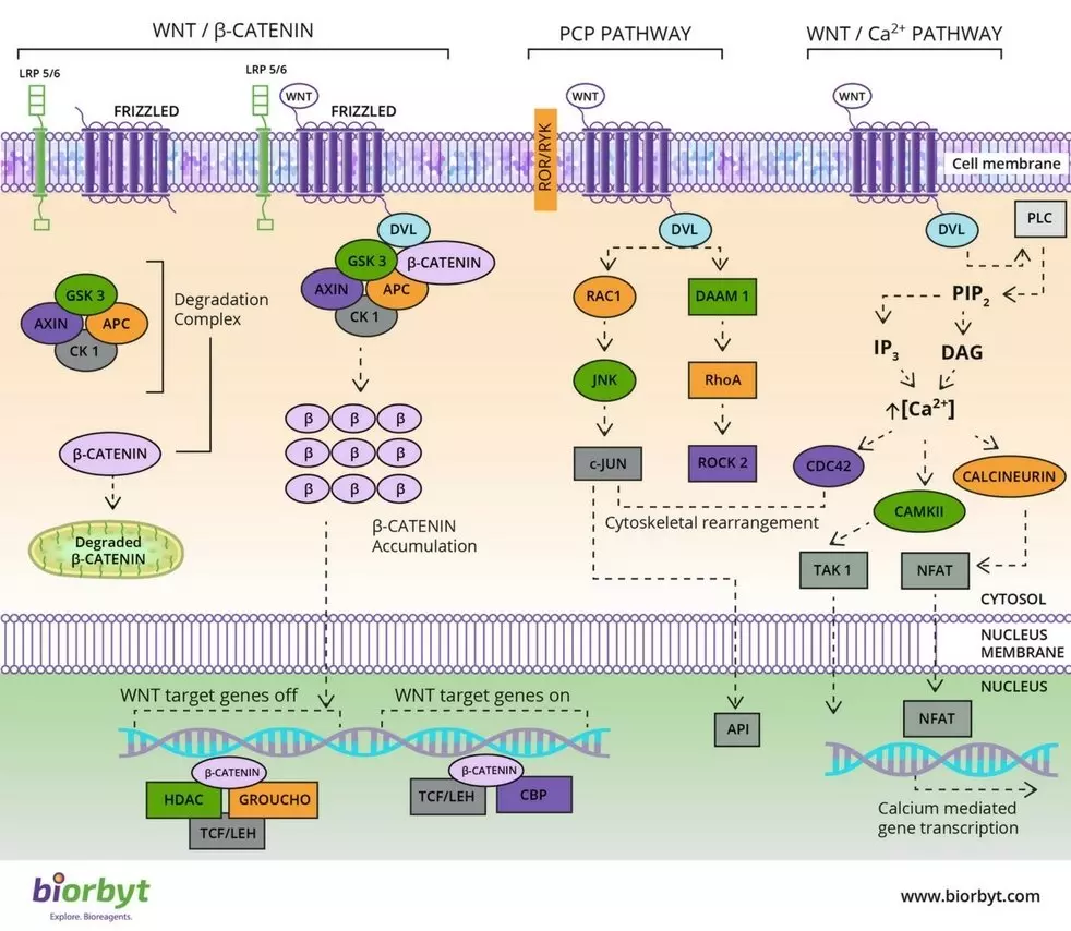 Wnt Signaling Pathway