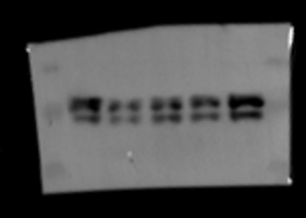 Qi Qian's review image 1 for orb1951302