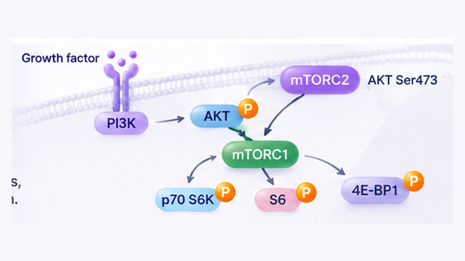 AKT mTOR phosphorylation signaling with mTORC1 mTORC2 S6 kinase and ribosomal S6 targets