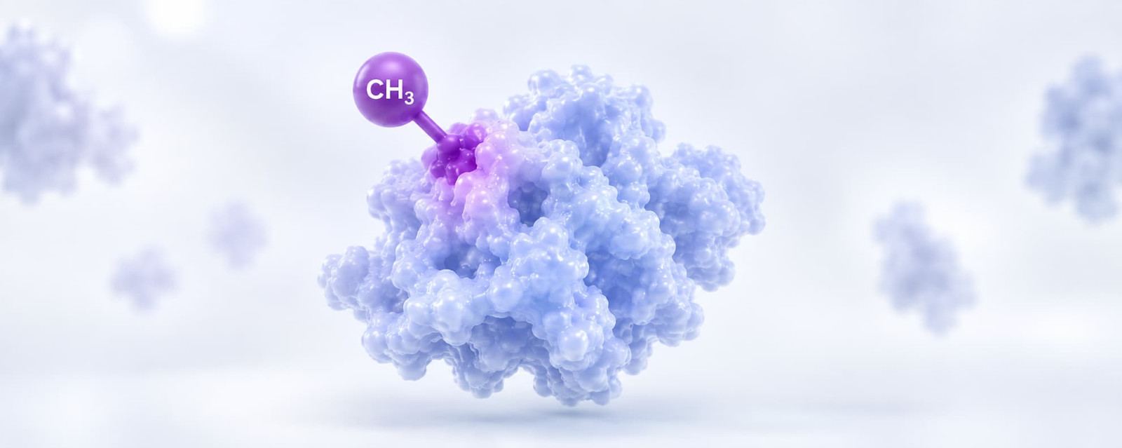 Methylation antibodies