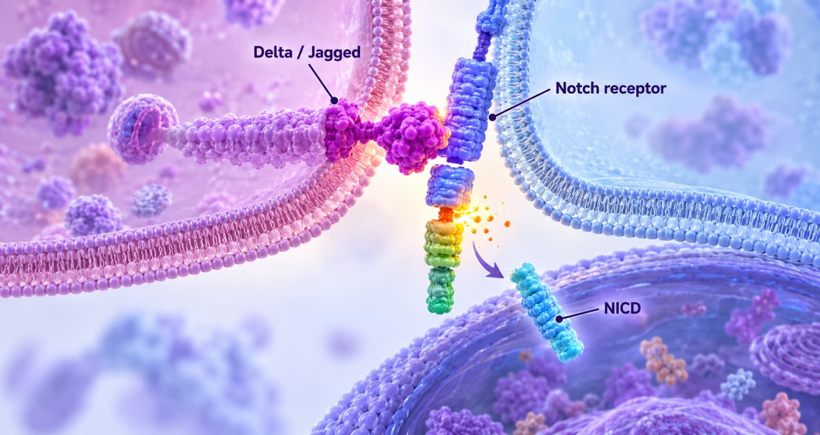 Cleaved Notch antibody category illustration showing Delta or Jagged binding, Notch receptor cleavage and NICD release