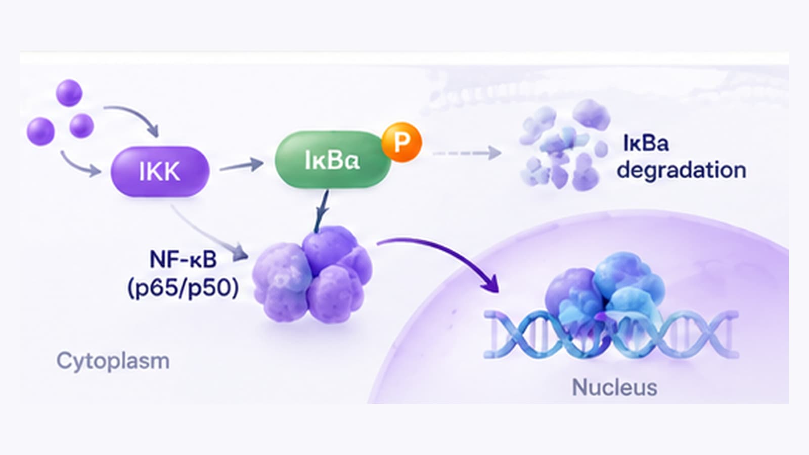 NF-kappa B signaling showing IKK and IkappaB phosphorylation and p65 pathway activation