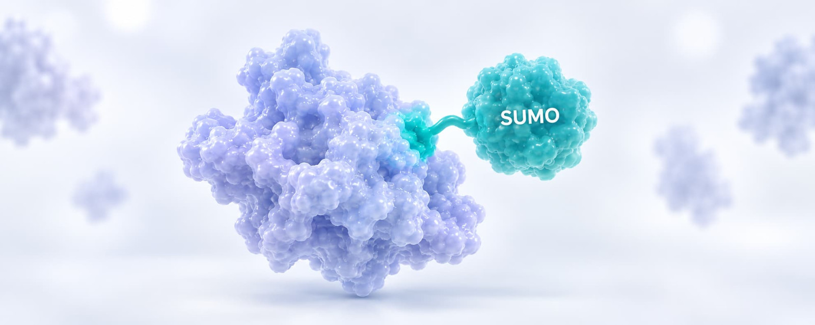 SUMOylation antibodies