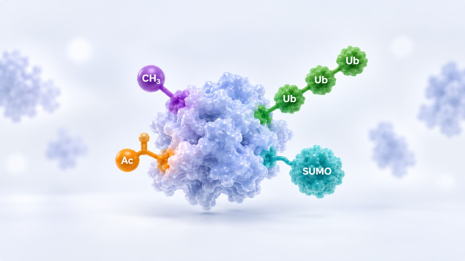 PTM antibodies for post-translational modification research